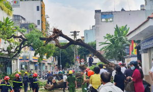 Thực hiện các giải pháp đảm bảo an toàn đối với hệ thống cây xanh trên địa bàn TP. Hồ Chí Minh